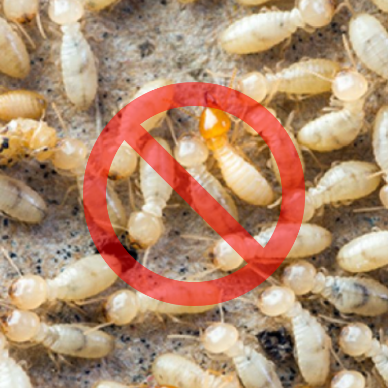 Anti-termites